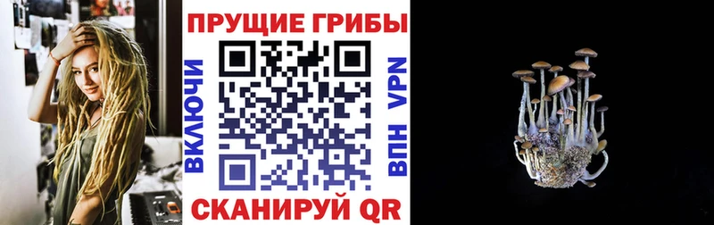 цены   Мелеуз  Галлюциногенные грибы Cubensis 